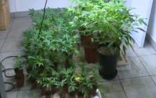 Marijuana plants found in a drug lab in an upmarket area of Durbanville, Cape Town. Picture: Western Cape SAPS