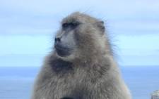 A chacma baboon. Picture: freeimages.com