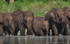 A group of elephants at the Mudumalai Tiger Reserve in India. Picture: mudumalaitigerreserve.com
