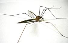 Mosquito. Picture: Freeimages.