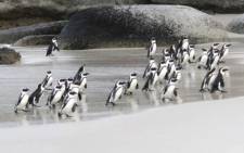 African penguins at Boulders Beach returning from the sea. Picture: Aletta Gardner/Eyewitness News