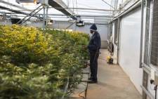 Inside a greenhouse owned by Medigrow located near Marakabei, in Lesotho on 6 August 2019. Picture: AFP.