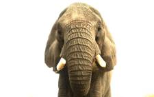 FILE: An elephant selfie. Picture: Francis Garrard/Conservation Action Trust.