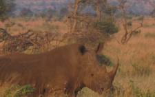 A rhinocerous in the Kruger National Park. Picture: Laura Clancy/Primedia Broadcasting.