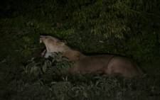 A young Lioness is illuminated in the dark by headlights as she rests in a thicket at the Ol Kinyei conservancy in Maasai Mara, in the Narok county in Kenya, on 23 June 2020. Picture: AFP