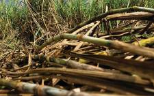 FILE: Damage to the sector has been put at 353,000 tonnes of sugarcane, that's been lost to arson attacks.  Picture: Pixabay.com