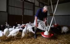 Farmer Richard Warttig tends to the traditional old breed Bronze and White turkeys are reared on 'Eastfield Turkeys' farm in the village of Oxspring, near Sheffield in northern England on 12 October 2021. The Warttig family have reared and produced turkeys on their family farm since 1933. The birds are reared from day-old chicks until they are slaughtered, plucked, hung and prepared all on-site, ready for Christmas. Picture: AFP