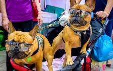FILE: Two French bulldogs wearing sunglasses sit in a trolley. Picture: Mladen ANTONOV/AFP