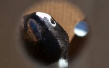 A rehabilitated penguin awaits his release in Cape Town on 25 September 2012. More than 200 birds were affected by the September Seli 1 oil spill. Picture: Aletta Gardner/EWN 