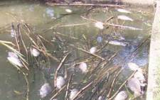 FILE: Dead fish causing a terrible stink on the Vaal River. Picture: iWitness/Mark Ongers