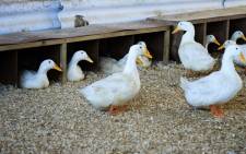Bird flu has affected business at The Duck Farm in the Joostenbergvlakte. Picture: theduckfarm.co.za