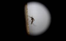 A view in a macro lens of ‘Aedes aegypti’ mosquito, which spreads the Zika, Dengue and Chikunguna viruses, at the epidemiology department of Guatemala City, Guatemala, on 1 February 2016. Picture: EPA/Esteban Biba.