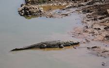 FILE: The diet of protein concentrate, minerals, vitamins, maize meal and water is said to enhance crocodile skin. Picture: EWN