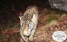 El Jefe only known wild jaguar in the United States. Picture: Facebook.