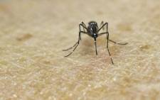 This file photo taken in January 2016 shows an Aedes Aegypti mosquito sitting on human skin in a lab of the International Training and Medical Research Training Center in Cali, Colombia. Picture: AFP.
