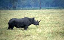 A black rhino. Picture: WWF