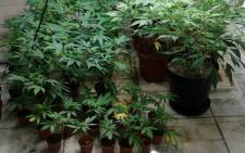FILE: Marijuana plants. Picture: SAPS.