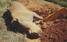 A rhino being buried after he died from injuries sustained during a poaching attack. Picture: Sibuya Rhino Foundation.