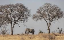 FILE: An elephant crosses in Kruger National Park. Picture: Abigail Javier/Eyewitness News