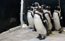Rescued penguins recover at the Sancobb seabird centre in Cape Town on 3 September 2012 after another oil leak from the wreck of the Seli 1 off Bloubergstrand. Picture: Aletta Gardner/EWN