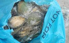 FILE: Abalone seized by police. Picture: SAPS.