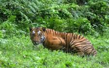 FILE: India is home to around 75 percent of the world's tigers. Picture: AFP