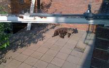 A brown Hyena spotted at the Randburg Civic Centre. Picture: Brendan via Twitter