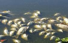 An estimated 5,000 individual fish have been found dead today in Zeekoevlei in Cape Town. Picture: Siyabonga Sesant/EWN.
