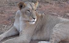 An American tourist was mauled to death by a lioness at the Lion Park near Lanseria on Monday 1 June 2015. Picture: Vumani Mkhize/EWN.