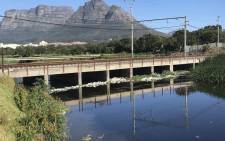 The polluted Black River near Hazendal in Cape Town. Picture: Monique Mortlock/EWN