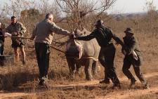San Parks officials sedate a male white rhino before translocating it to a safer area, Wednesday 5 August 2015. Picture: Vumani Mkhize/EWN.