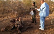 A dead juvenile rhino, killed by desperate poachers who did not want to leave the Kruger National Park empty handed. Picture: Vumani Mkhize/EWN.
