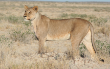 A lioness. Picture: Wikimedia Commons.