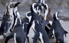 FILE: African penguins. Picture: AFP