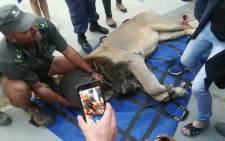 The lion went missing from the Karoo National Park and was found roaming 50 kilometres from Sutherland towards Calvinia, in the Northern Cape. Picture: Supplied