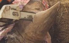 This screengrab shows a rhino's horn being sawed off at a Czech zoo, in an effort to protect rhinos from poaching.