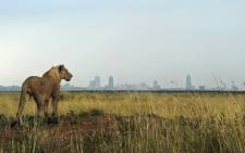 FILE: A young lion looks towards the Nairobi skyline at the Nairobi national park. Picture: AFP.