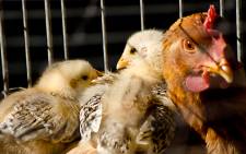 FILE: The trade protocol on poultry was signed on Friday as part of the African growth and opportunity act that had become a dispute between the two countries.Picture: sxc.hu.