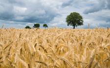 FILE: Ukraine stands to lose millions of tons of grain due to Russia's blockade of its black sea ports. Picture: Pixabay
