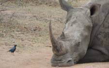 FILE: The Hawks have arrested 10 people in connection with a syndicate responsible for the killing of 22 rhino. Picture: Supplied.