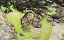 A view of green liquid flowing from a stormwater drain onto the beach in the Bantry Bay area. Picture: Supplied.
