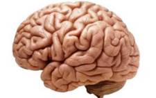 Brain. Picture: Wikimedia Commons.