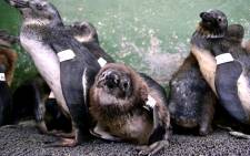 Nearly 50 oil-covered penguins have been rescued and cleaned. Picture: EWN