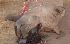 A rhino bull was shot and dehorned by an unknown number of poachers on Wednesday. Picture: NSPCA.