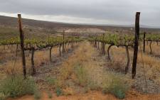 Farmers have been unable to harvest vineyards on a farm in Vredendal, Western Cape due to the current drought in the province.  Picture: Christa Eybers/EWN