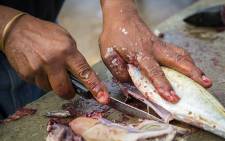 FILE: A fisherman guts a mackerel in Kleinmond harbour. Picture: Aletta Harrison/EWN.