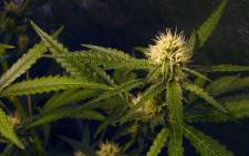 Marijuana plant in the early flowering/budding stage, growing indoors inside a grow tent. Picture: Freeimages.com