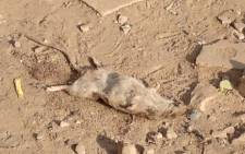 FILE: The City of Johannesburg is expanding it fight against the scourge of rats. Picture: Dennis Georgiannis/EWN.