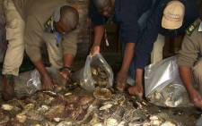 FILE: Cape Town police discover abalone during a raid. Picture: Supplied