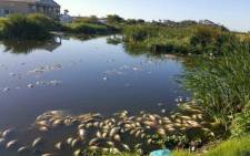 Dead fish have also been spotted in Keysers River, Westlake and Zandvlei areas. Picture: Siyabonga Sesant/EWN.